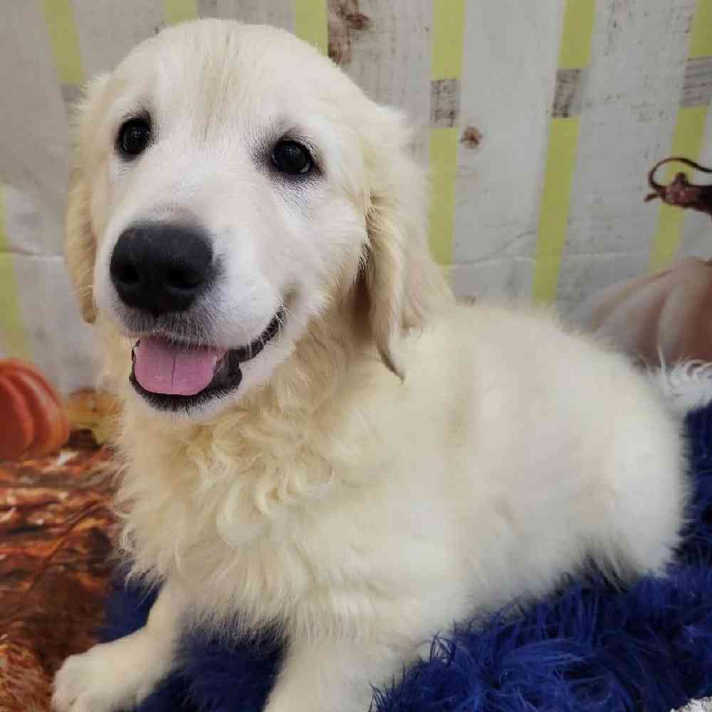 Female Golden Retriever Puppy for Sale in Monroeville, PA