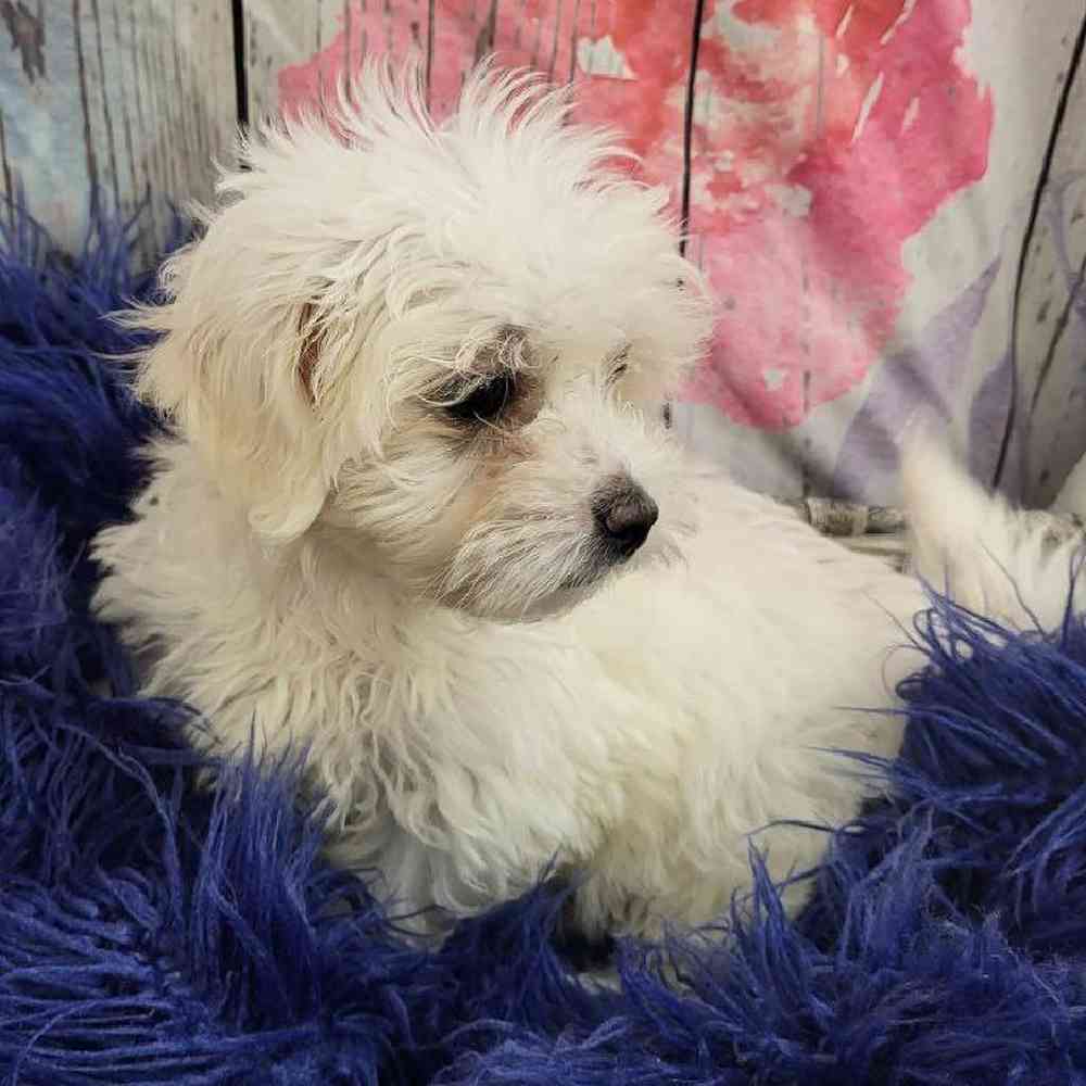 Female Coton De Tulear Puppy for Sale in Monroeville, PA