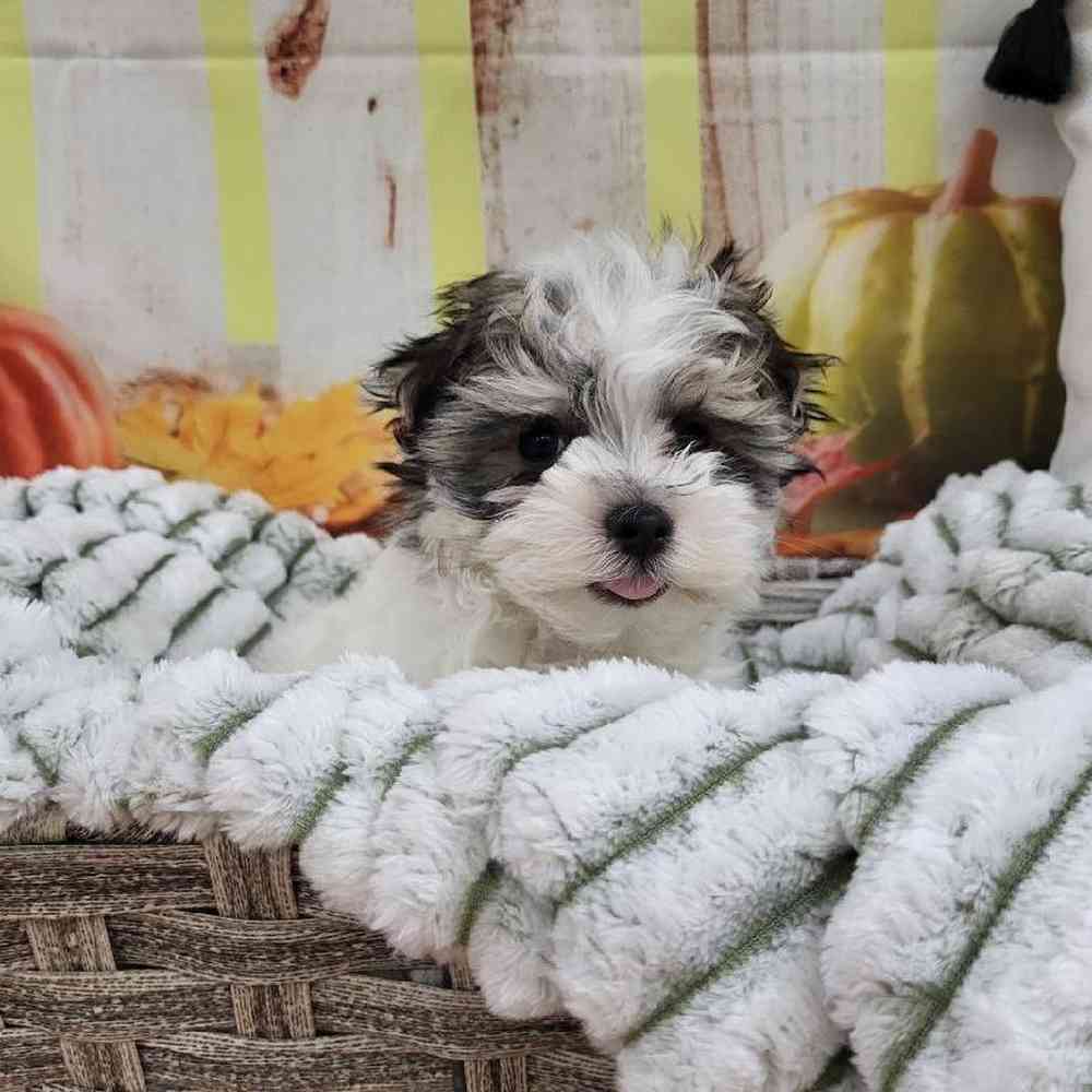 Male Morkie Puppy for Sale in Monroeville, PA