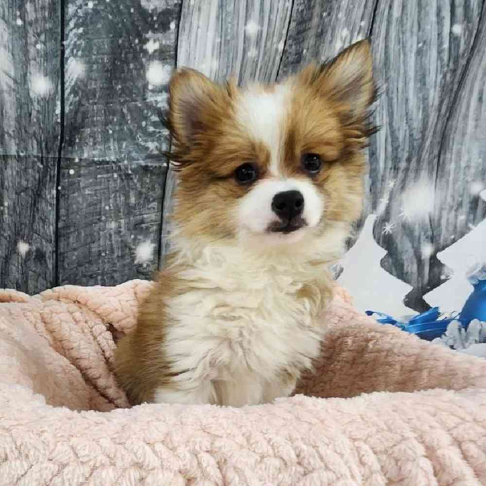 Female Pomeranian Puppy for Sale in Monroeville, PA