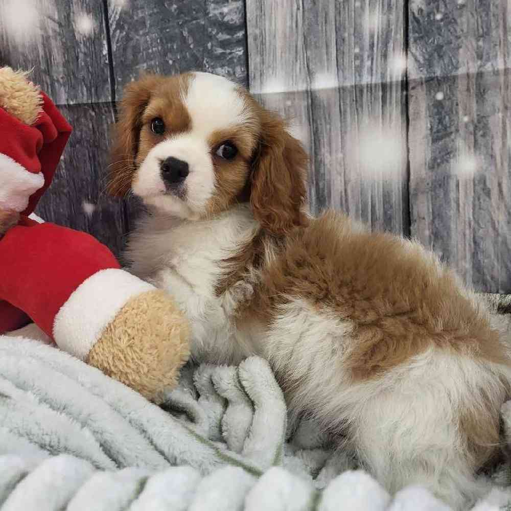 Male Cavalier King Charles Spaniel Puppy for Sale in Monroeville, PA