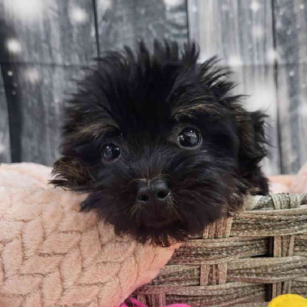 Female Morkie Puppy for Sale in Monroeville, PA