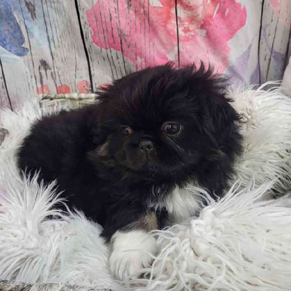 Female Pekingese Puppy for Sale in Monroeville, PA