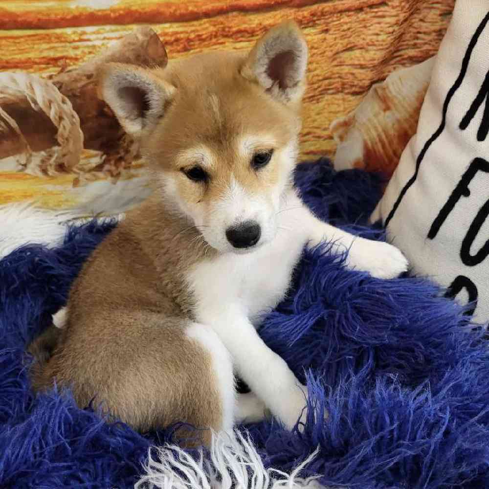 Male Shiba Inu Puppy for Sale in Monroeville, PA