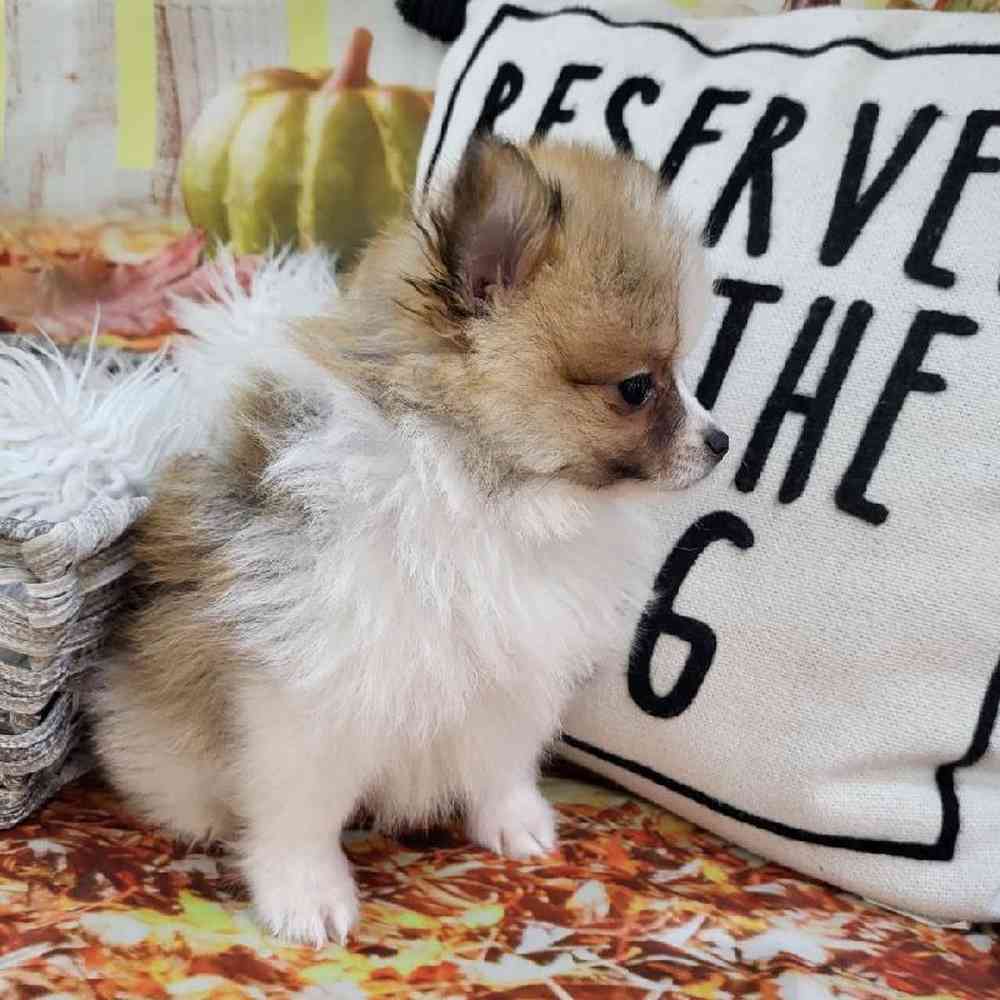 Male Pomeranian Puppy for Sale in Monroeville, PA