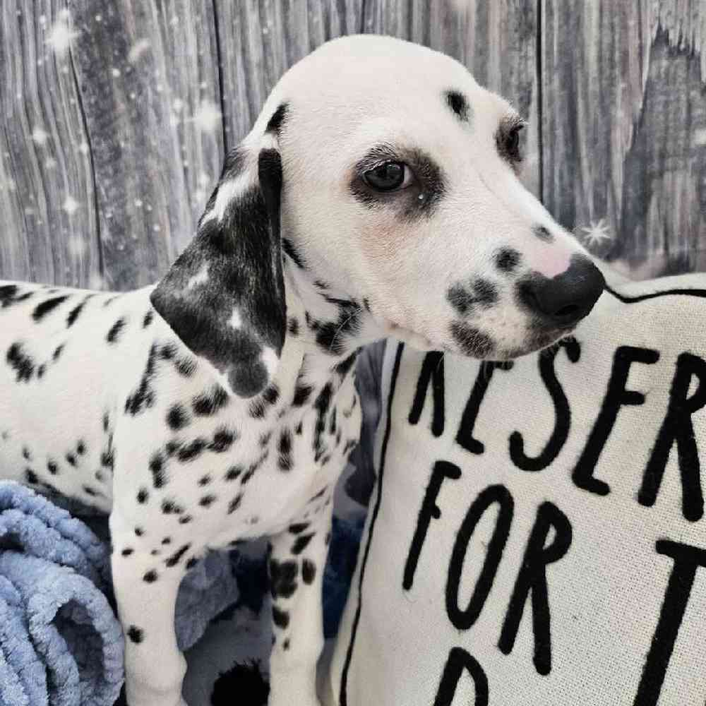 Male Dalmatian Puppy for Sale in Monroeville, PA