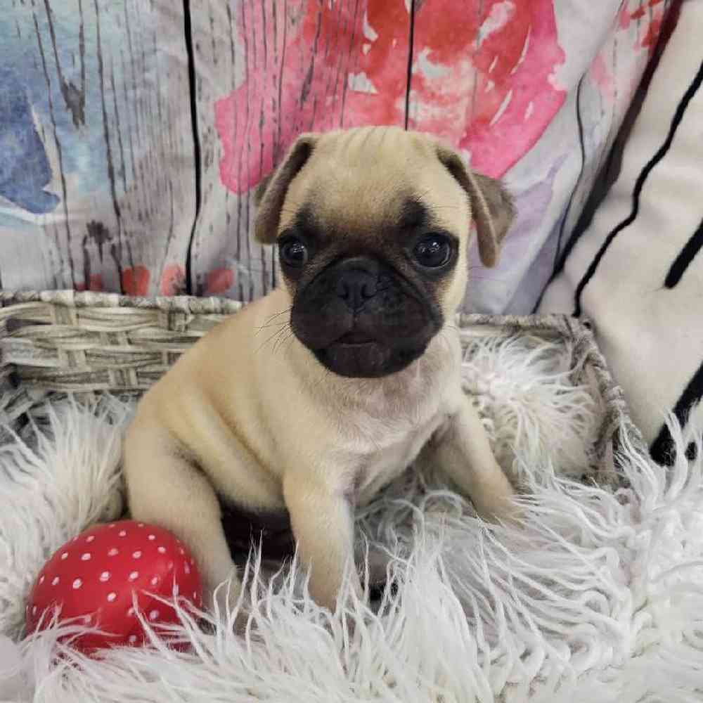 Male Pug Puppy for Sale in Monroeville, PA