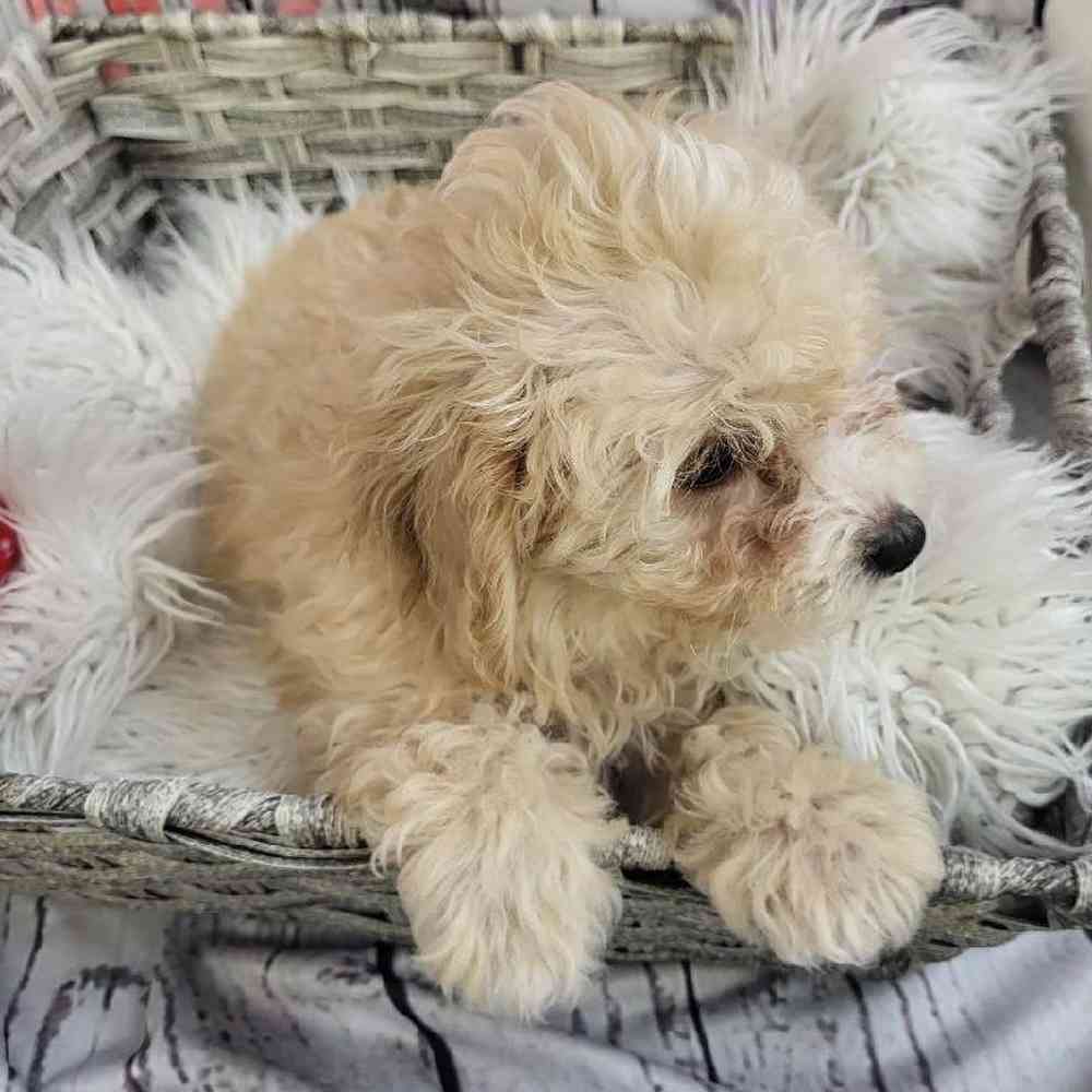 Female Bichon- Poo Puppy for Sale in Monroeville, PA