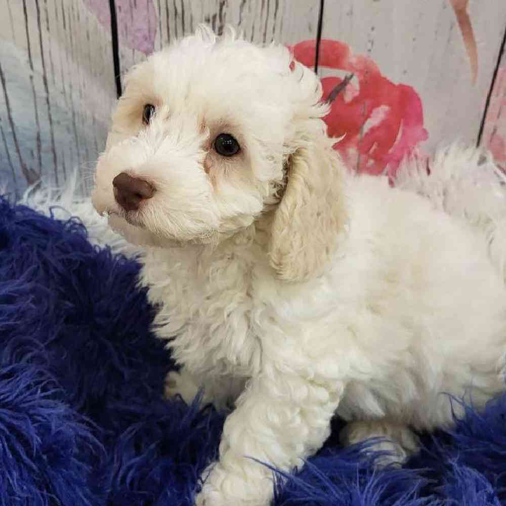 Male Bichon- Poo Puppy for Sale in Monroeville, PA