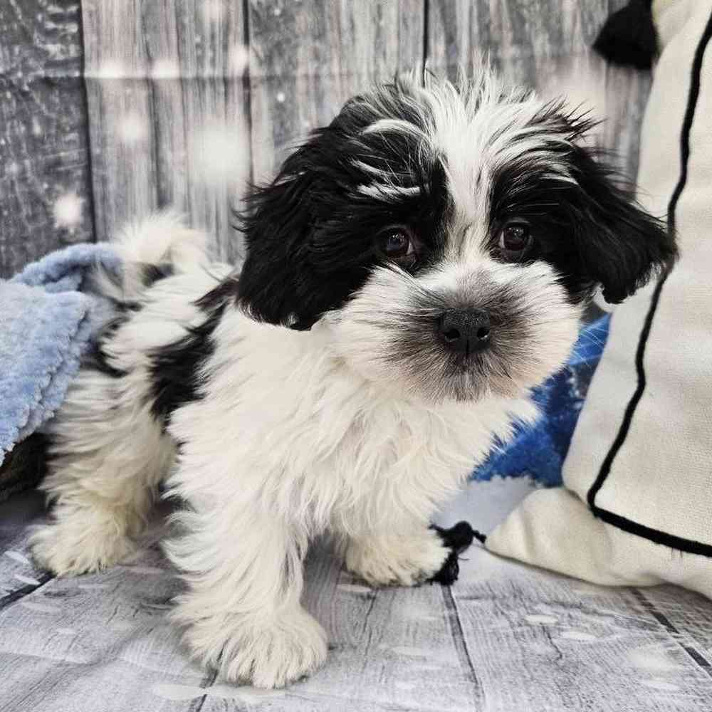 Male Havanese Puppy for Sale in Monroeville, PA