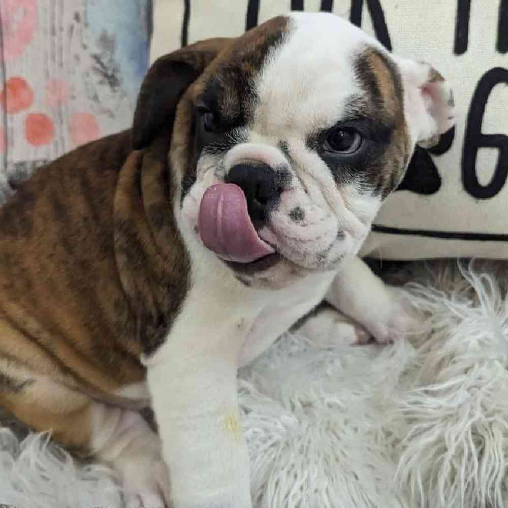 Male English Bulldog Puppy for Sale in Monroeville, PA