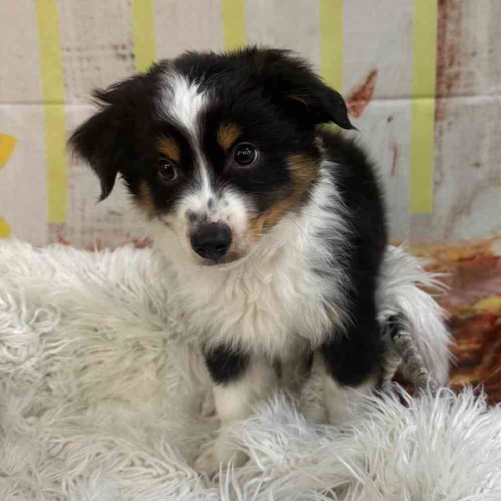 Male Toy Australian Shepherd Puppy for Sale in Monroeville, PA