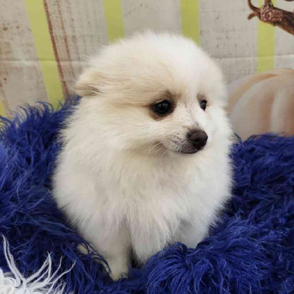 Male Pomeranian Puppy for Sale in Monroeville, PA