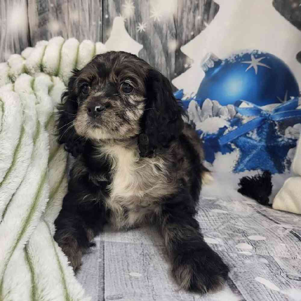 Female Cocker Spaniel Puppy for Sale in Monroeville, PA