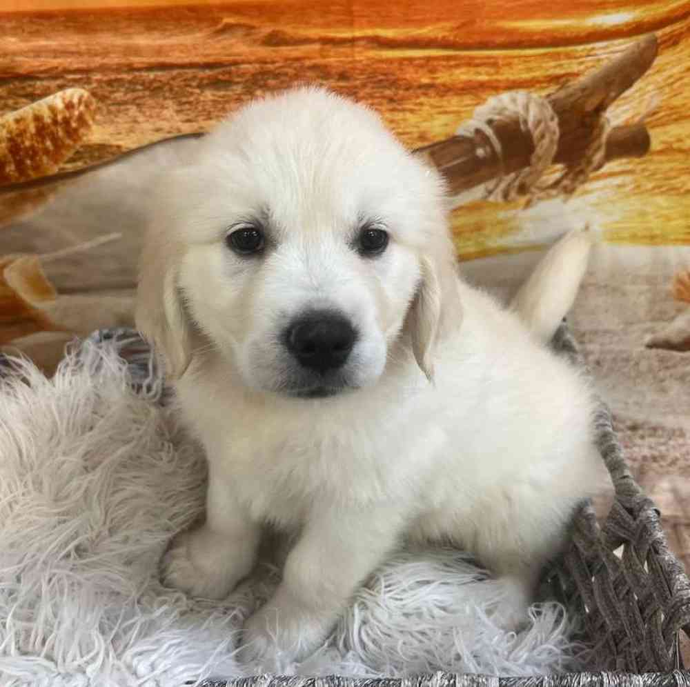 Female Golden Retriever Puppy for Sale in Monroeville, PA