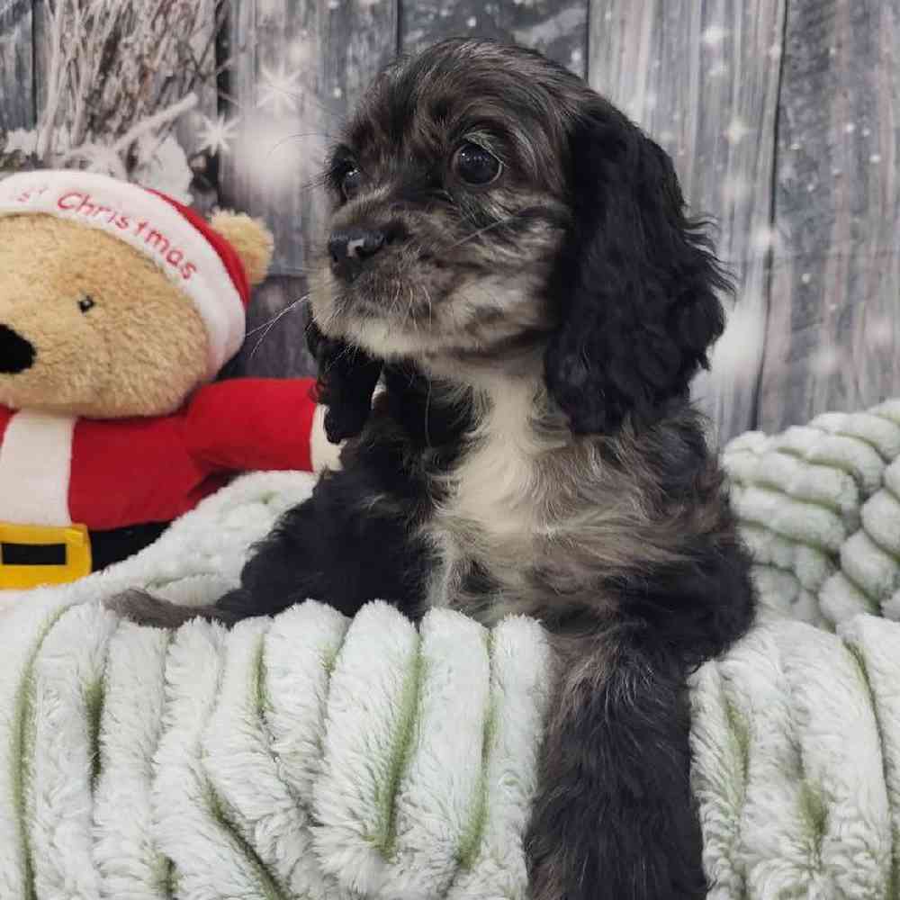 Female Cocker Spaniel Puppy for Sale in Monroeville, PA