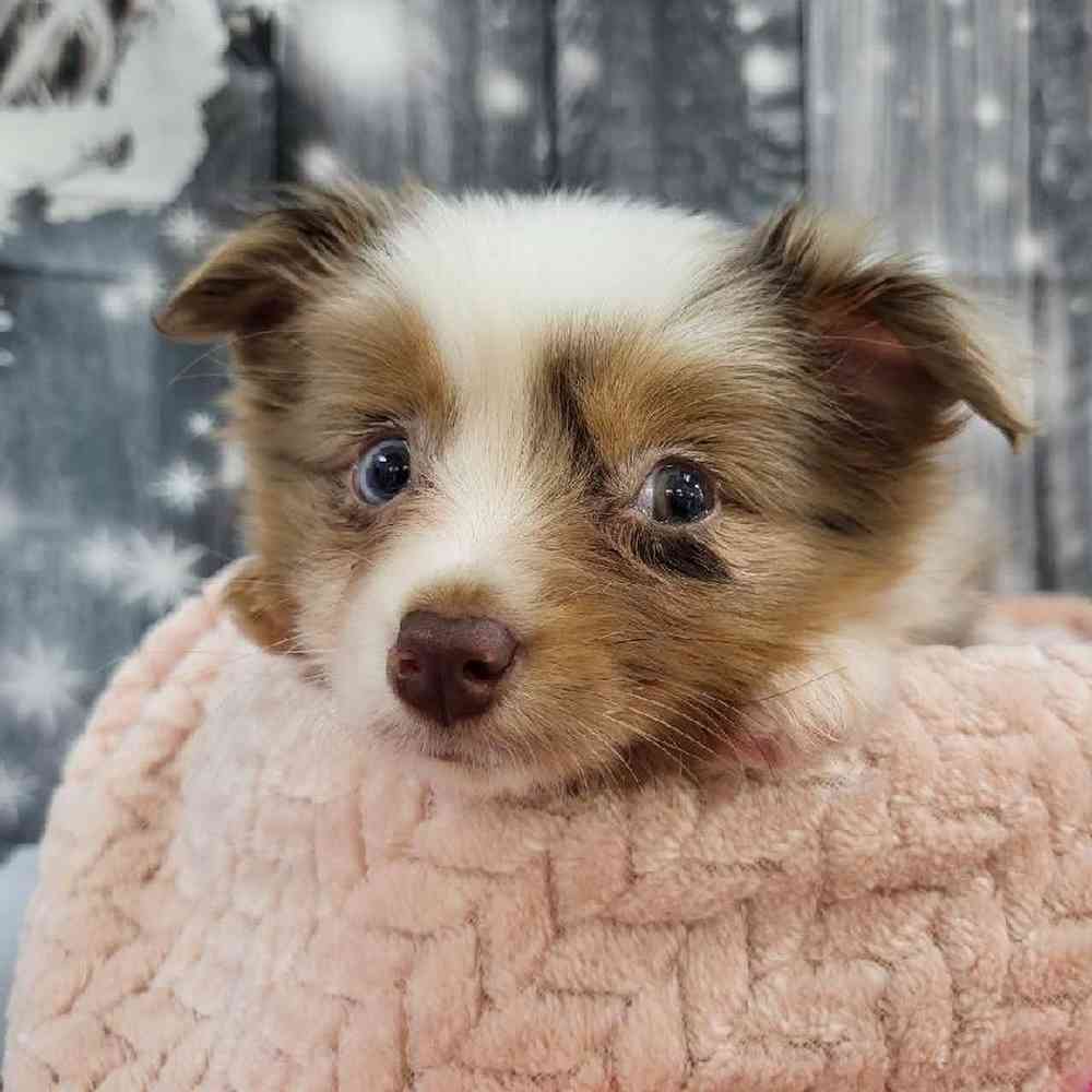 Female Toy Australian Shepherd Puppy for Sale in Monroeville, PA