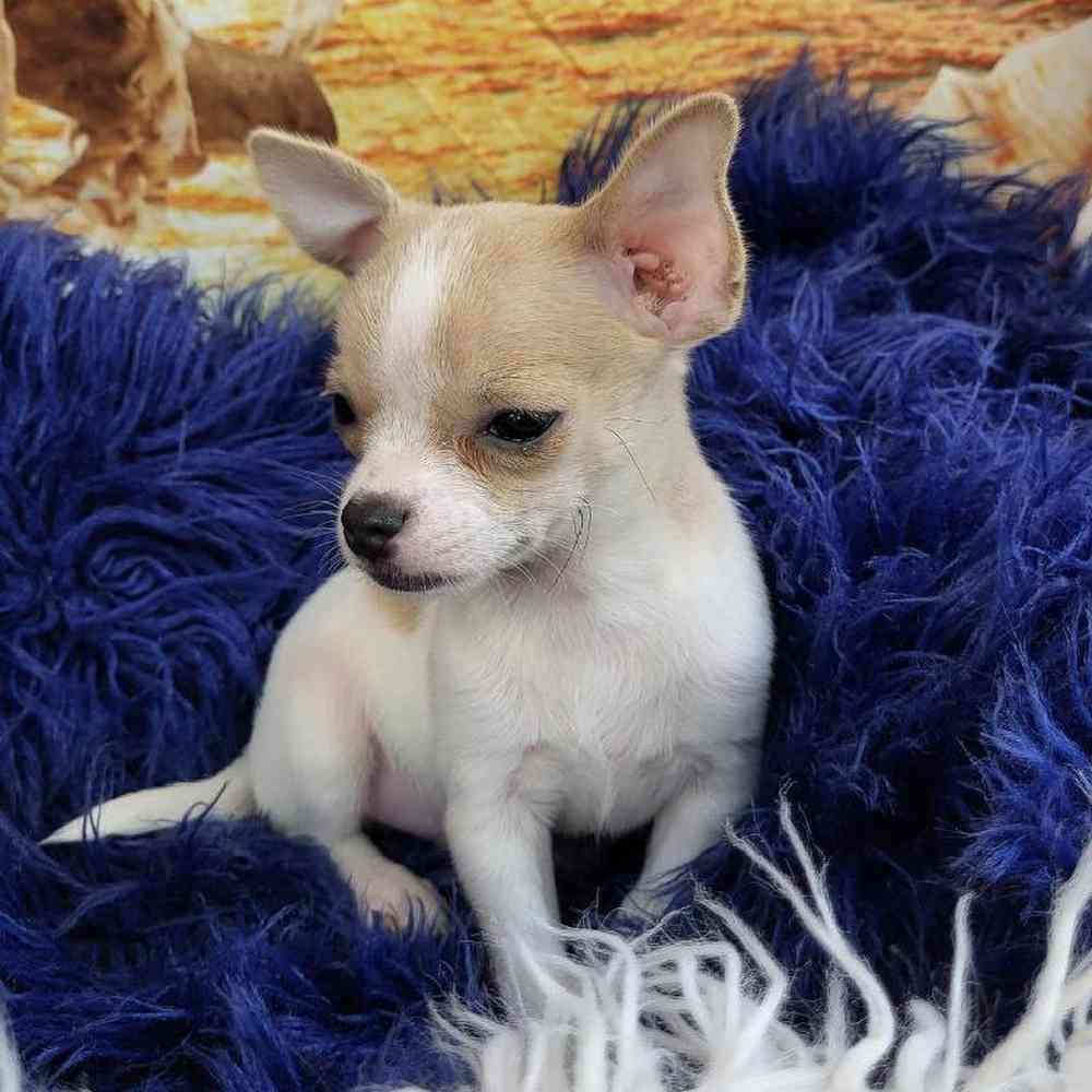 Male Chihuahua Puppy for Sale in Monroeville, PA