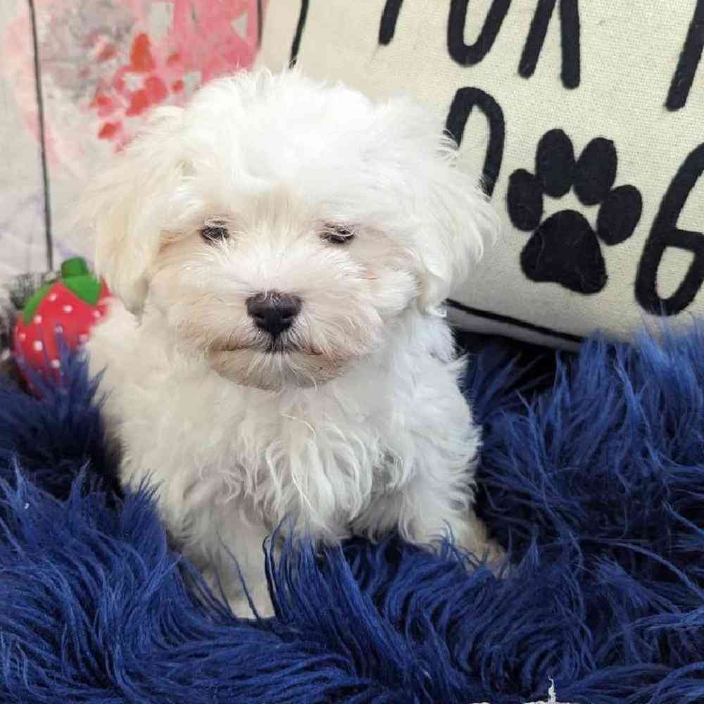 Male Maltese Puppy for Sale in Monroeville, PA