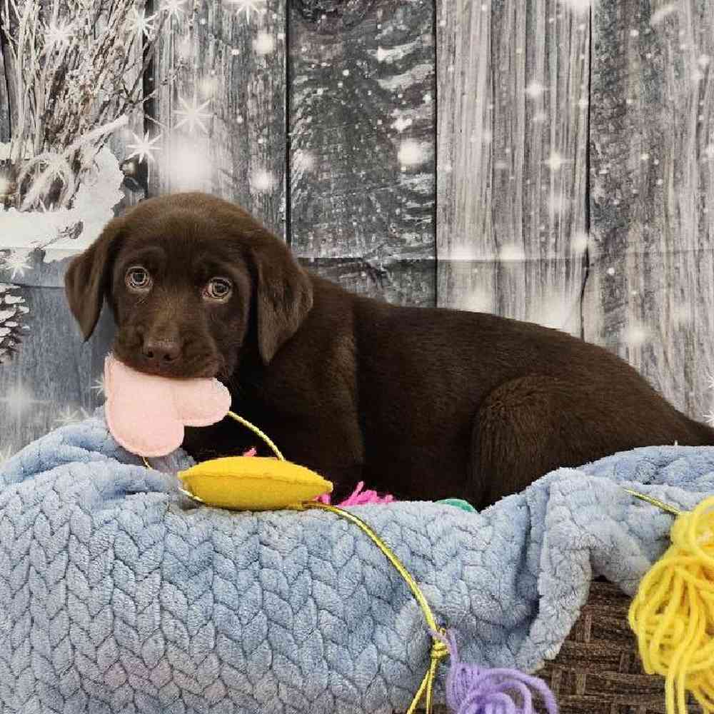 Male Labrador Retriever Puppy for Sale in Monroeville, PA