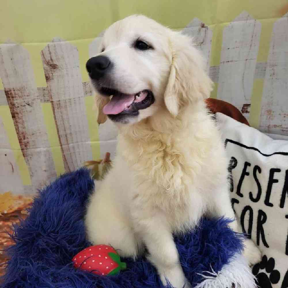 Female Golden Retriever Puppy for Sale in Monroeville, PA