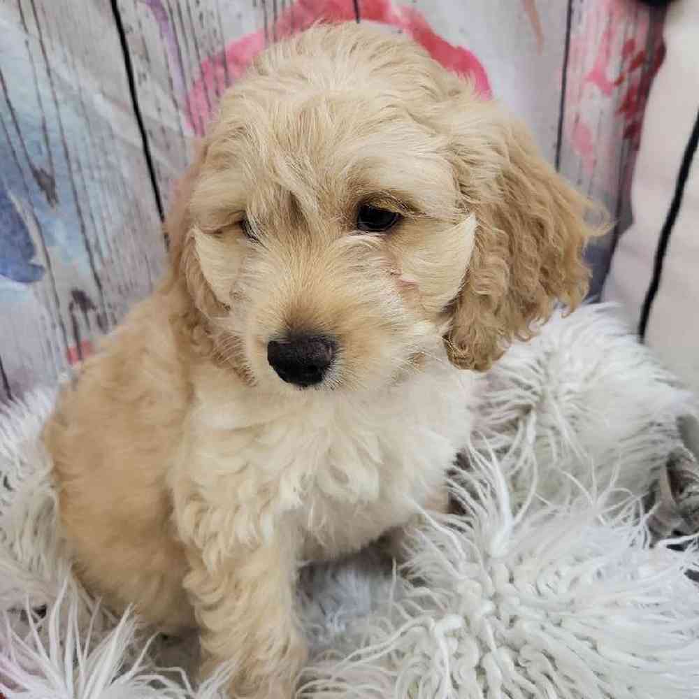 Male Cockapoo Puppy for Sale in Monroeville, PA