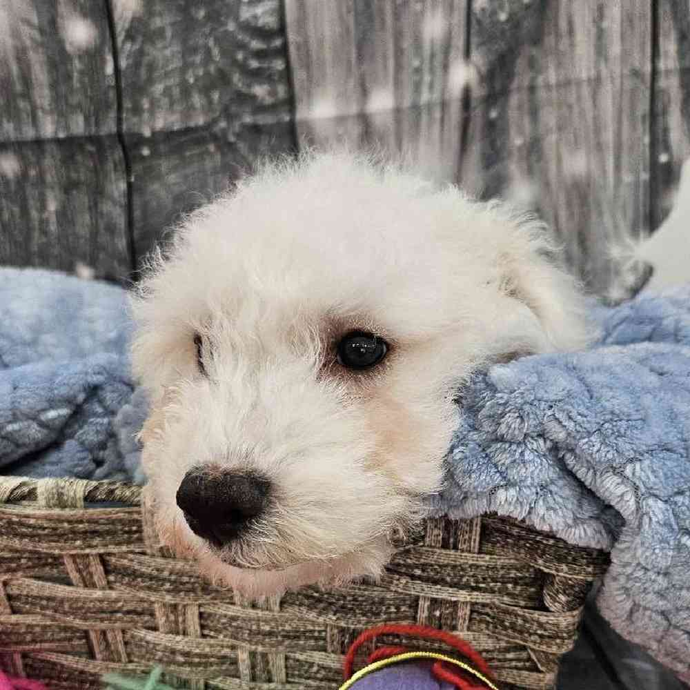 Male Bichon Puppy for Sale in Monroeville, PA