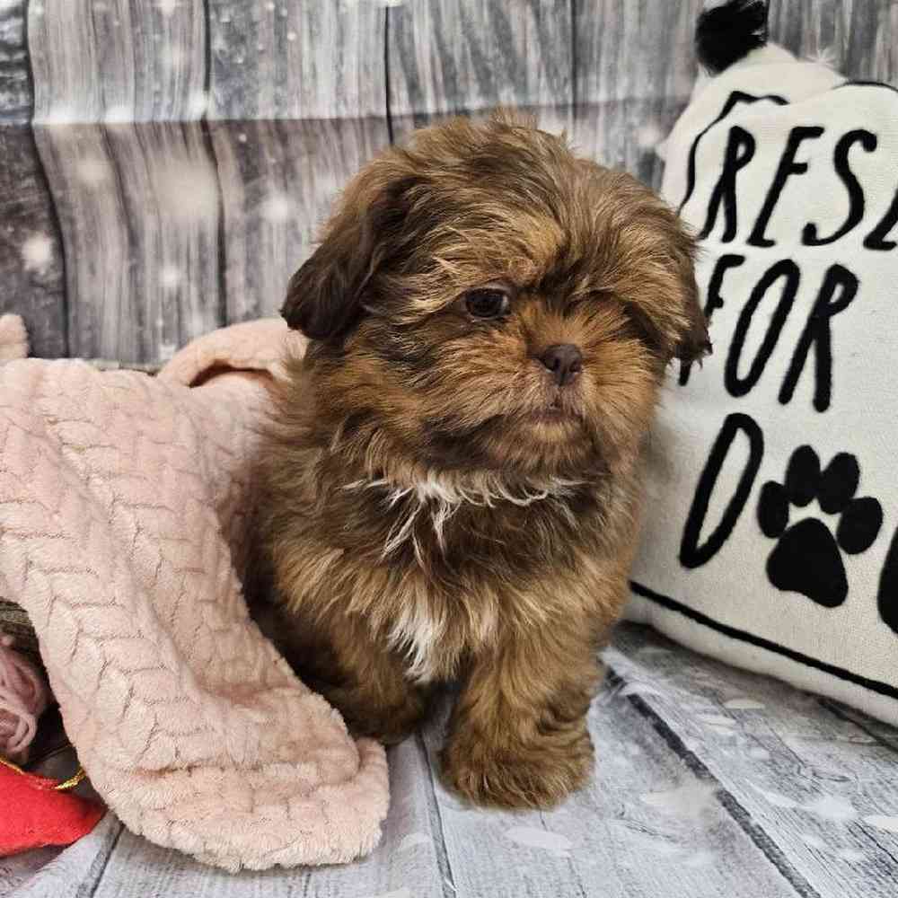 Female Shih Tzu Puppy for Sale in Monroeville, PA