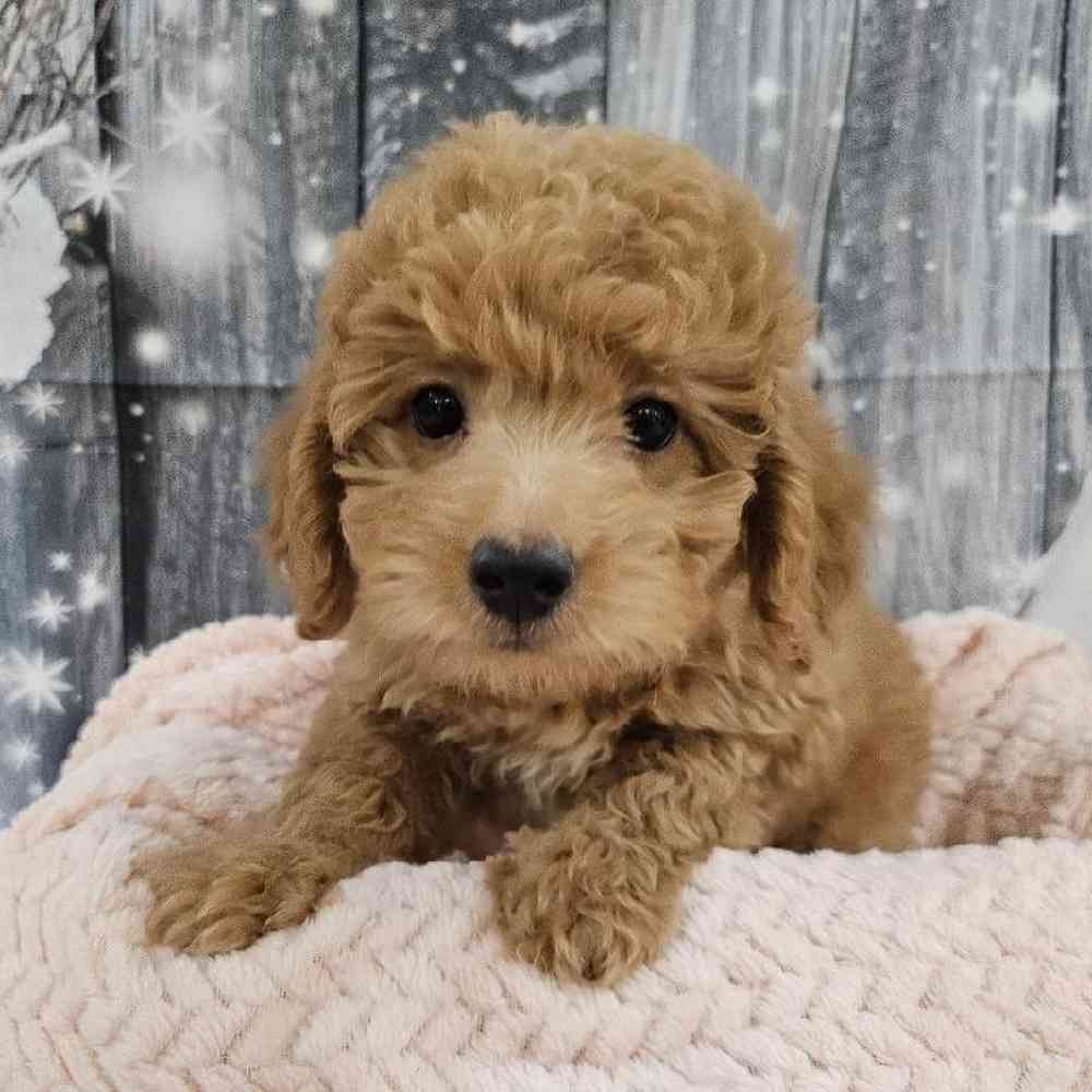 Female Mini Goldendoodle 2nd Gen. Puppy for Sale in Monroeville, PA