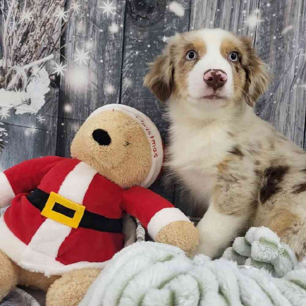 Male Australian Shepherd Puppy for Sale in Monroeville, PA