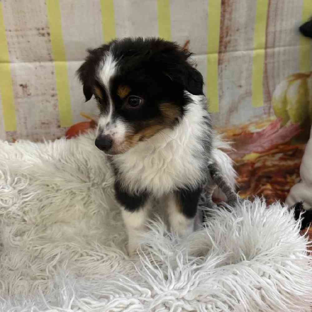 Male Toy Australian Shepherd Puppy for Sale in Monroeville, PA