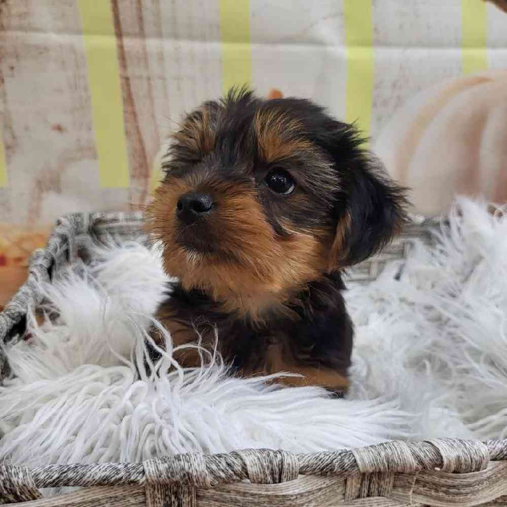 Male Yorkie Puppy for Sale in Monroeville, PA