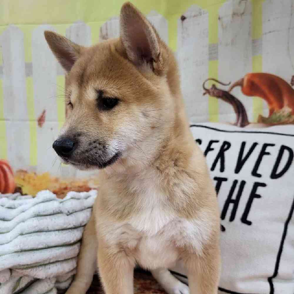 Female Shiba Inu Puppy for Sale in Monroeville, PA