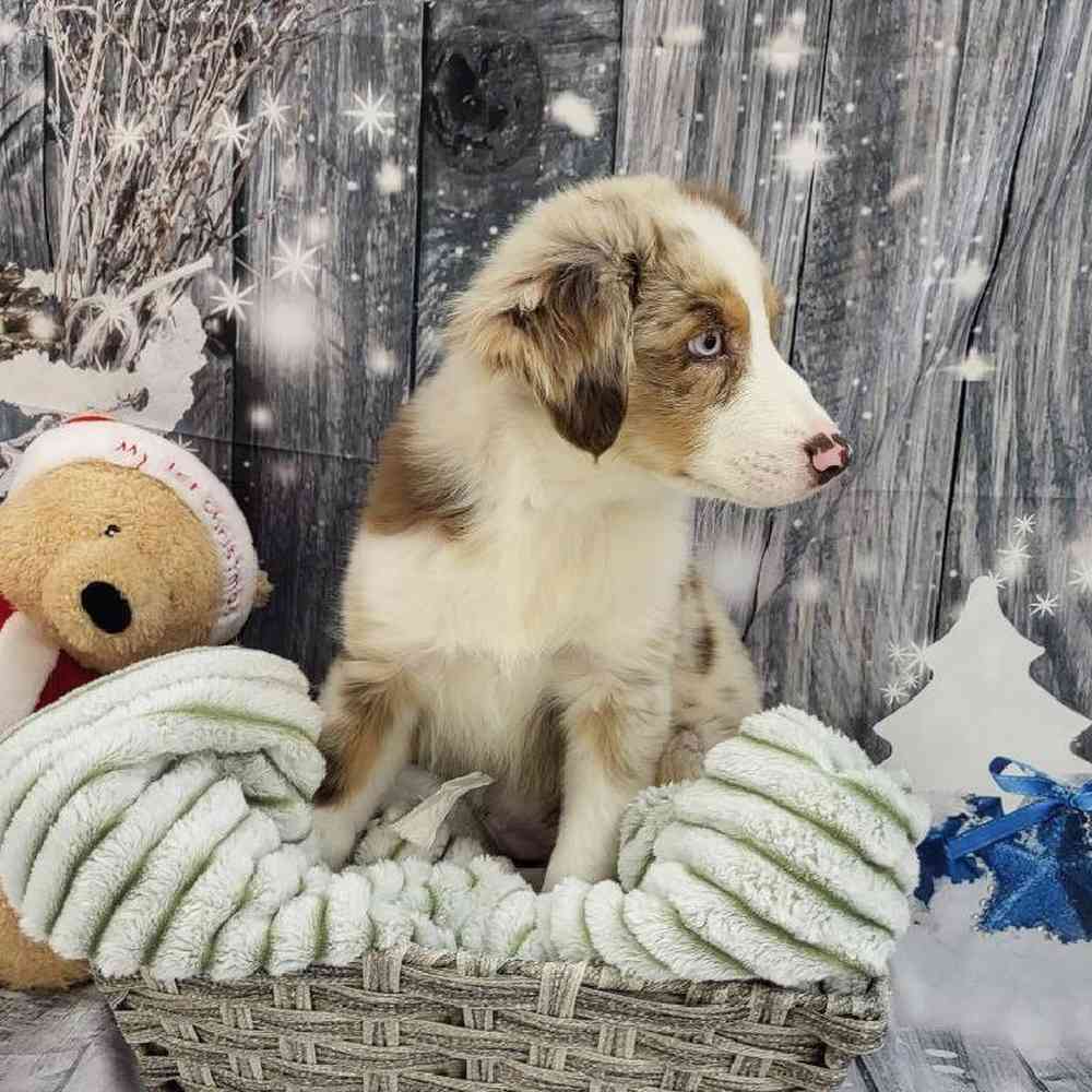 Male Australian Shepherd Puppy for Sale in Monroeville, PA