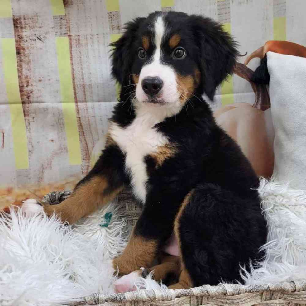 Male Bernese Mountain Dog Puppy for Sale in Monroeville, PA