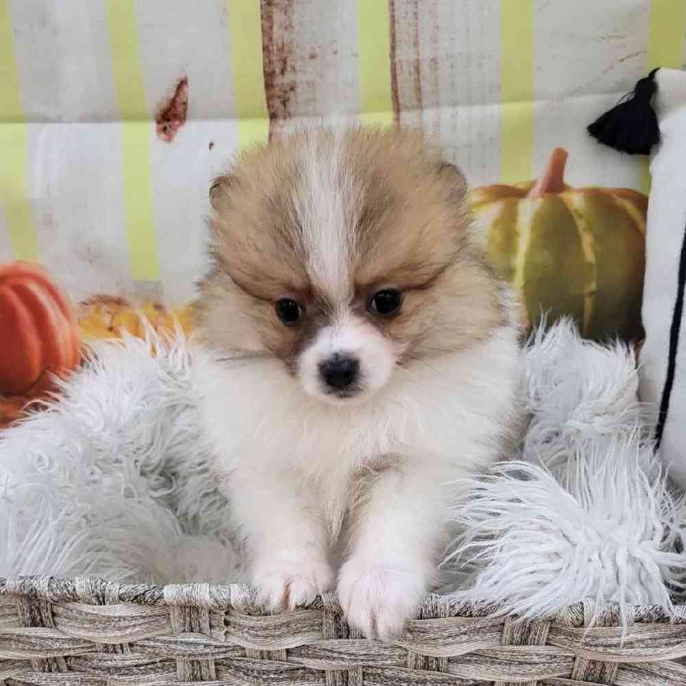 Male Pomeranian Puppy for Sale in Monroeville, PA