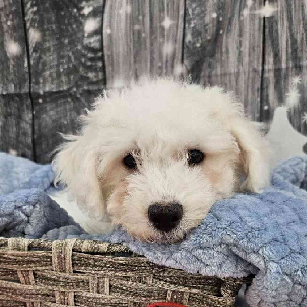 Male Bichon Puppy for Sale in Monroeville, PA