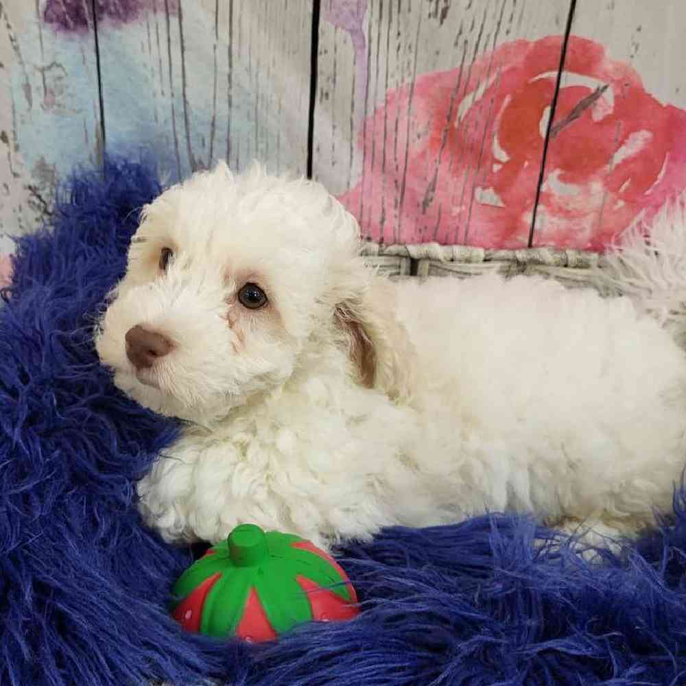 Male Bichon- Poo Puppy for Sale in Monroeville, PA