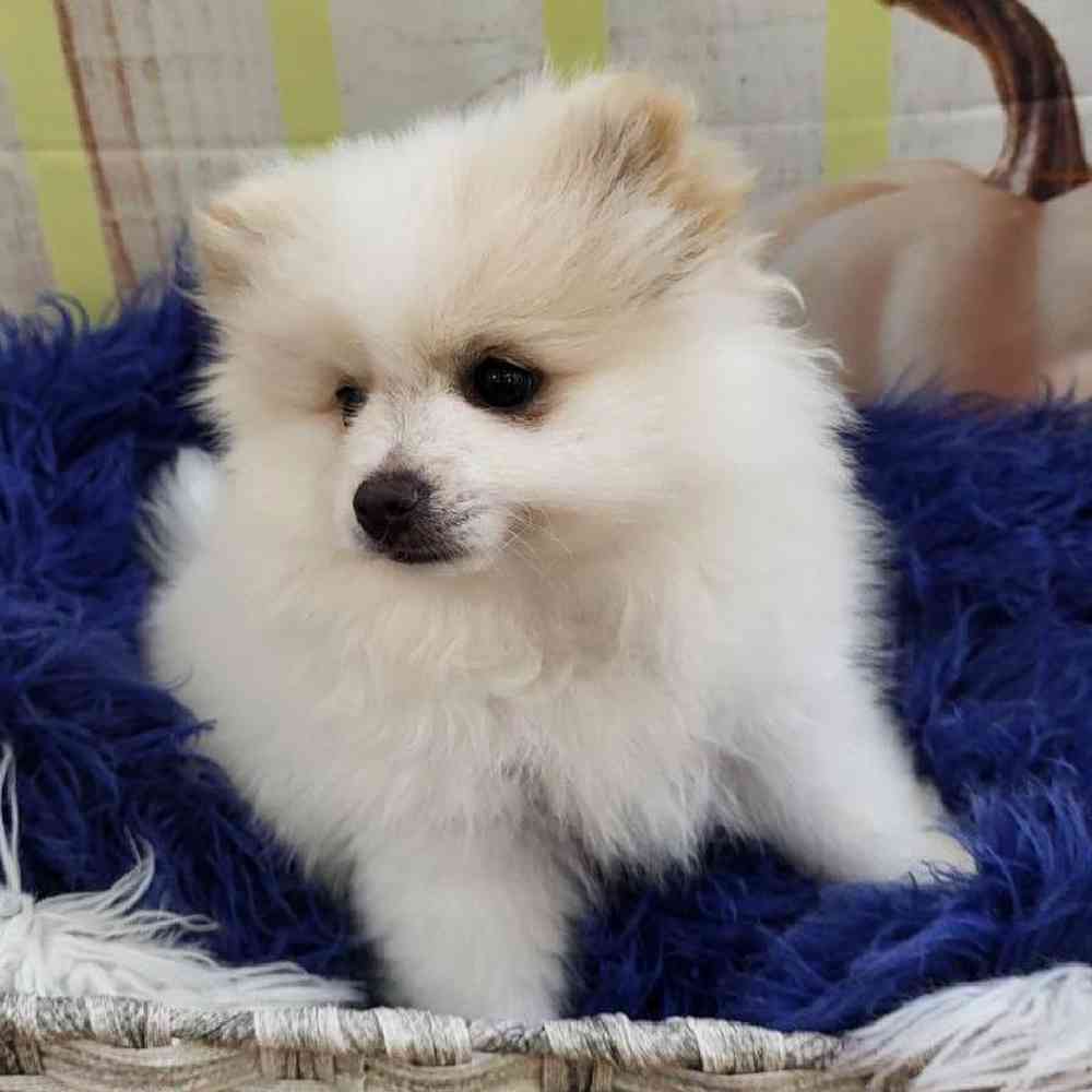 Male Pomeranian Puppy for Sale in Monroeville, PA