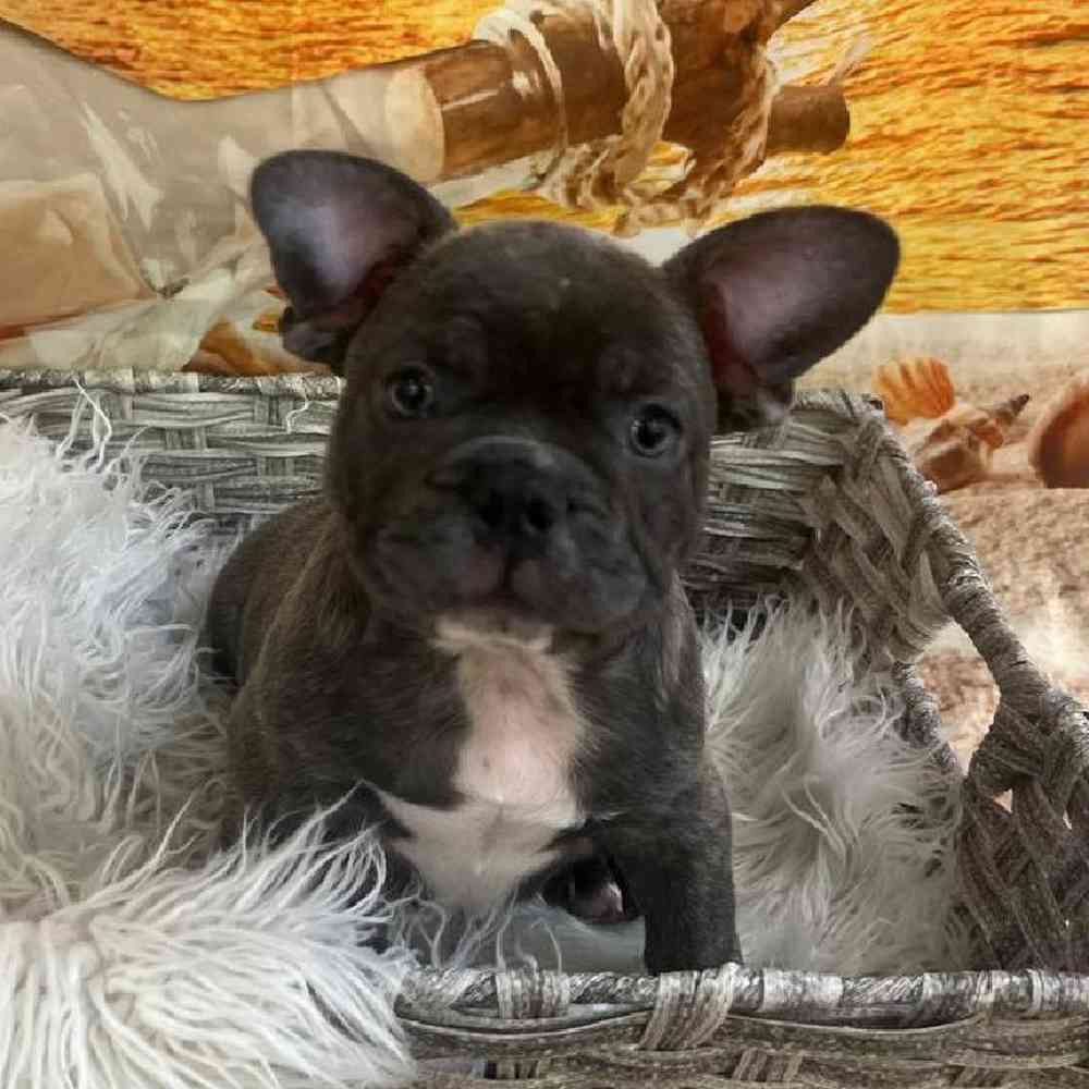 Male French Bulldog Puppy for Sale in Monroeville, PA