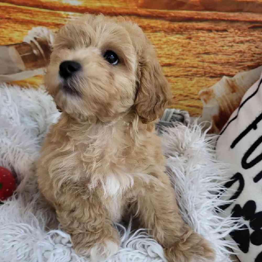 Female Shipoo Puppy for Sale in Monroeville, PA