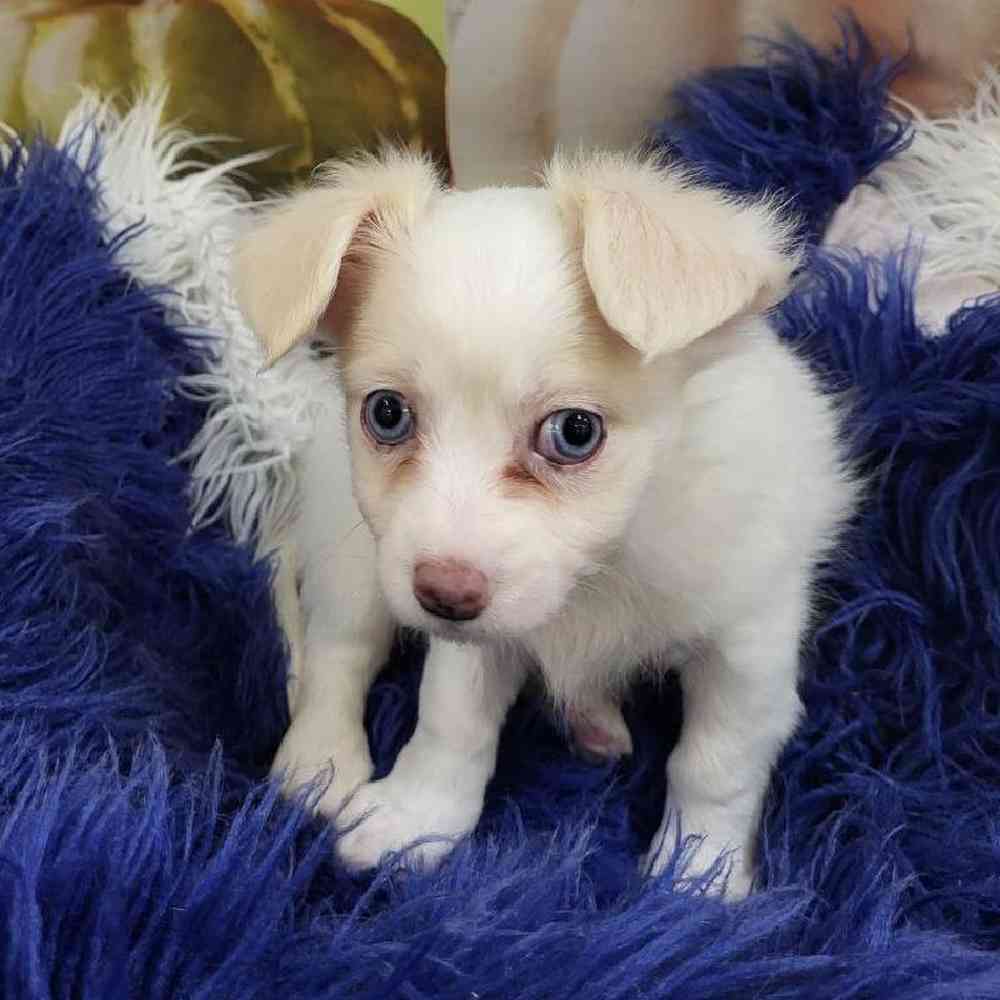 Male Chihuahua Puppy for Sale in Monroeville, PA