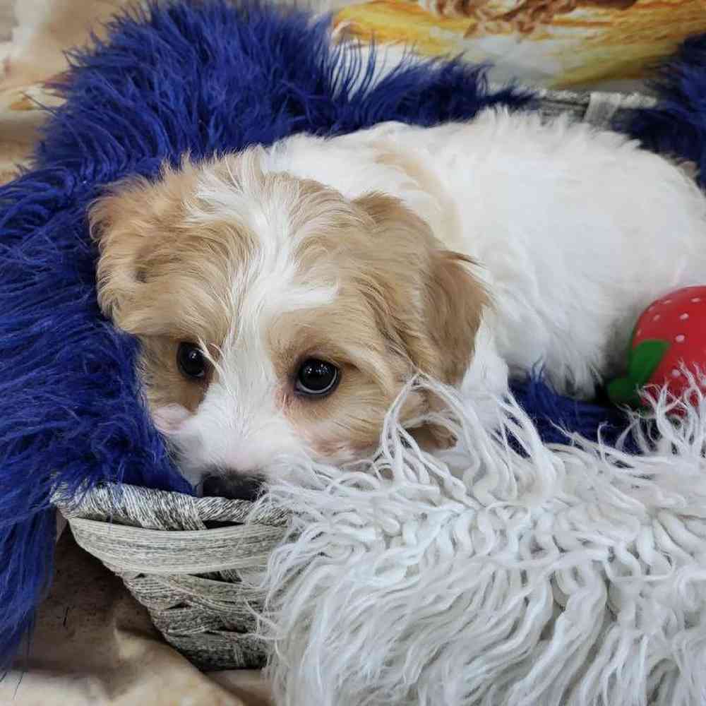 Female Cavachon Puppy for Sale in Monroeville, PA