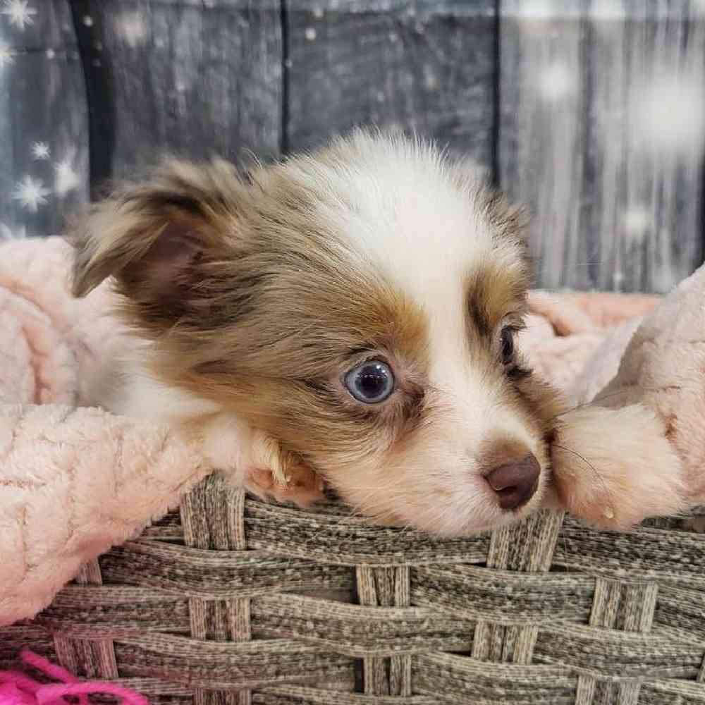 Female Toy Australian Shepherd Puppy for Sale in Monroeville, PA