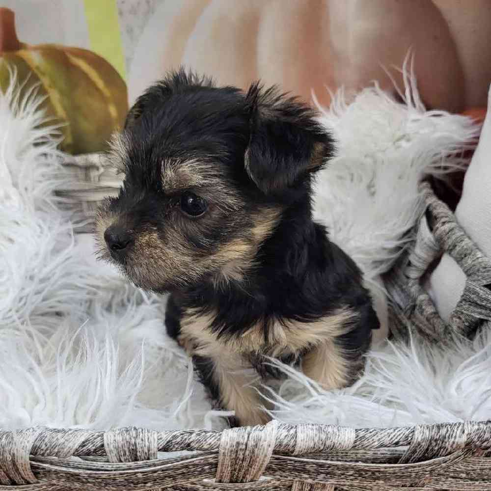 Female Yorkie Puppy for Sale in Monroeville, PA