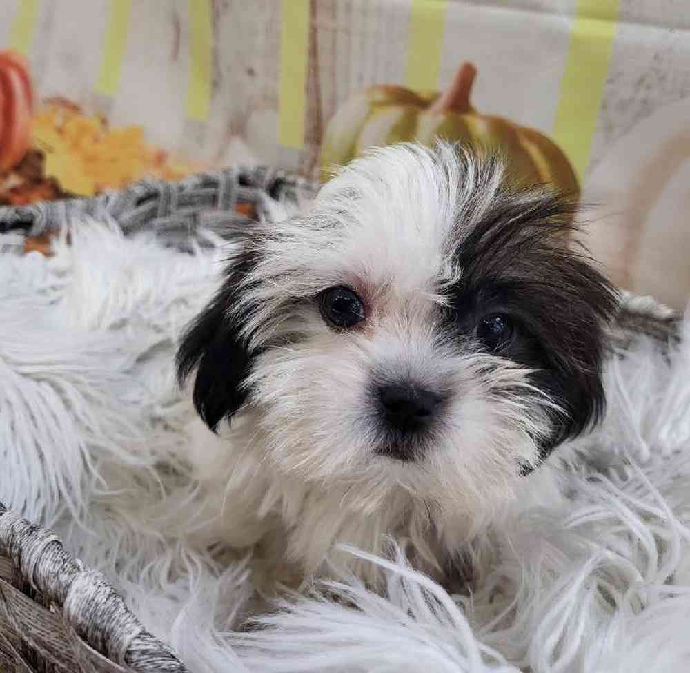 Female Shih Tzu Puppy for Sale in Monroeville, PA