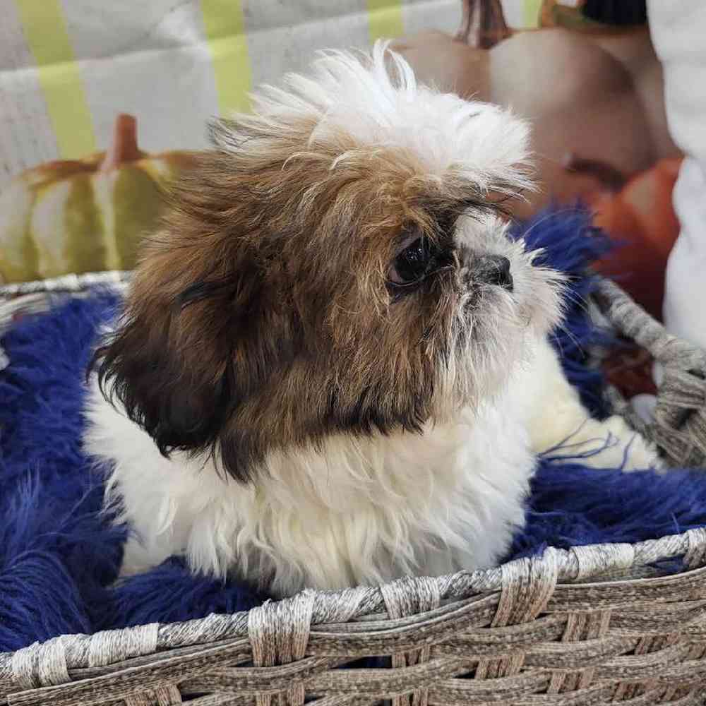 Female Shih Tzu Puppy for Sale in Monroeville, PA