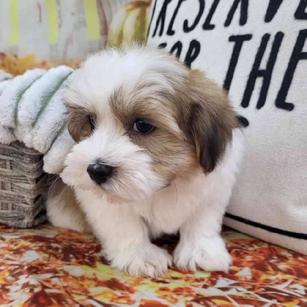 Male Havanese Puppy for Sale in Monroeville, PA