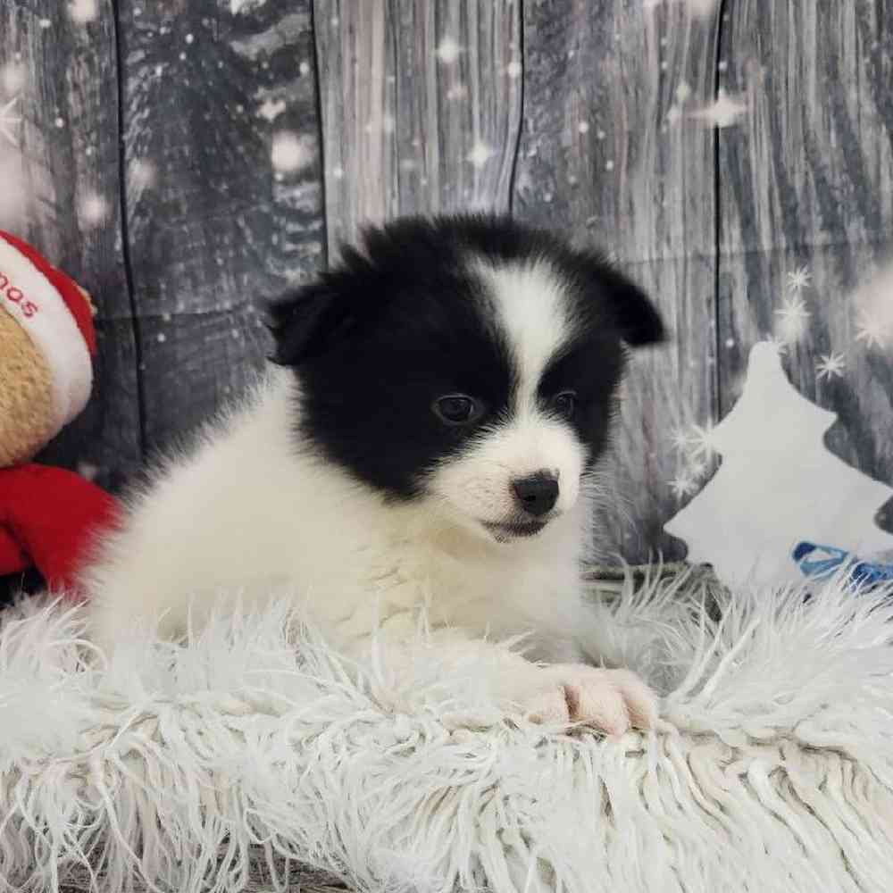 Female Pomsky 2nd gen. Puppy for Sale in Monroeville, PA