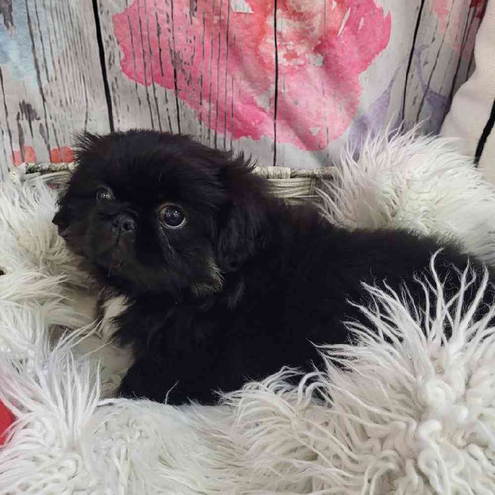 Female Pekingese Puppy for Sale in Monroeville, PA